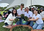 揉茶體驗