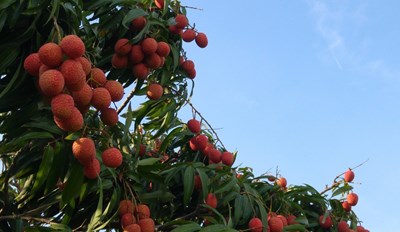 霧峰荔枝